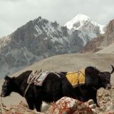 Shimshal Pamir trekking on the back of a yak in Northern Pakistan (June – Oct)