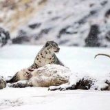Snow Leopard tracking in Pakistan: Boibar Valley and Shahkatar Valley (Mid May to October)