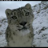 Snow Leopard tracking in Pakistan: Khunjerab National Park (October to Mid May)