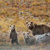 Brown Bear tracking in Pakistan: Deosai National Park (May to October)
