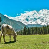 10-Day Horse Riding Safari and Cultural Encounters in Hunza Valley from Gilgit